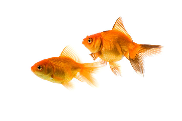金鱼图片下载