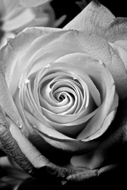 黑与白玫瑰图片下载