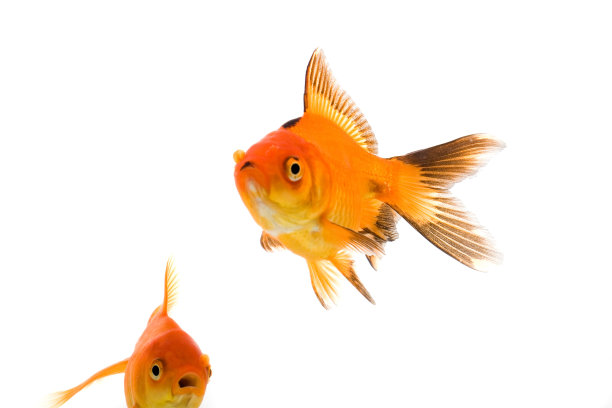 金鱼图片下载