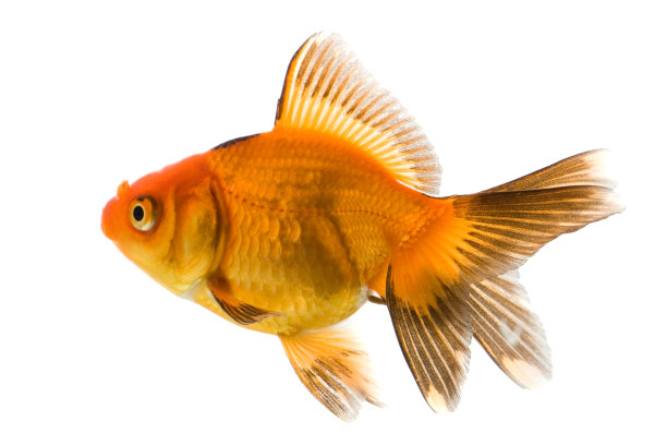 金鱼图片下载