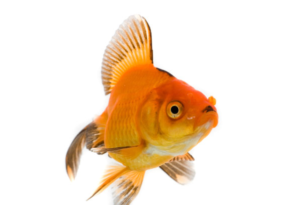金鱼图片下载