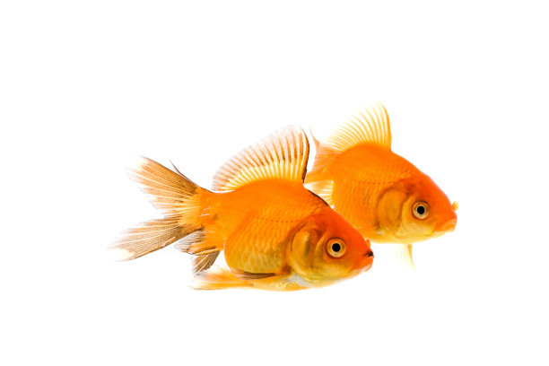金鱼图片下载