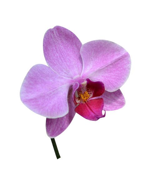 兰花孤立图片下载