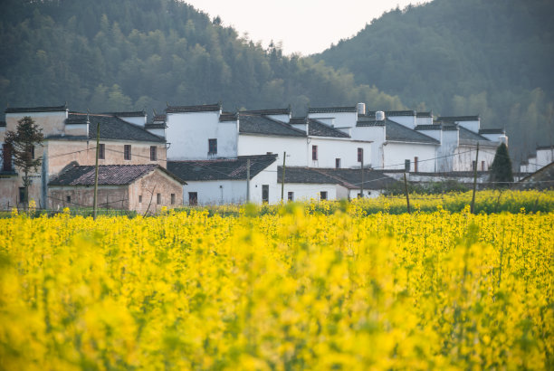 油菜的领域图片下载