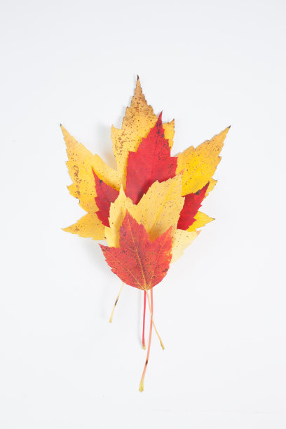 秋天的叶子图片下载