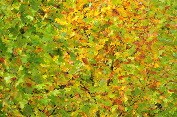 秋天的颜色图片下载