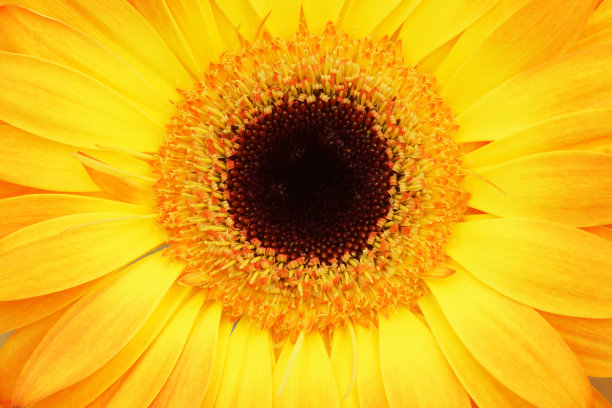 非洲菊的一部分。图片下载