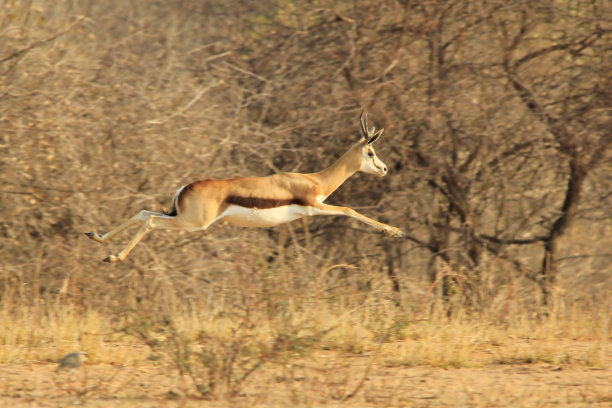 跳羚和来自非洲的野生动物背景图片下载