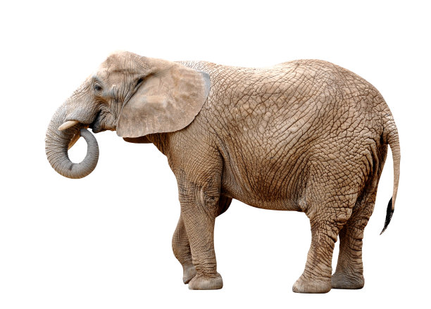 非洲象图片下载