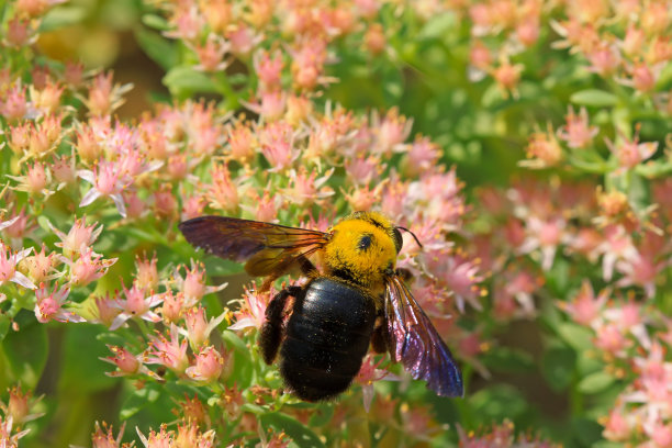 蜜蜂是一种昆虫图片下载