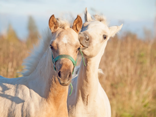 打扮的小马驹图片下载