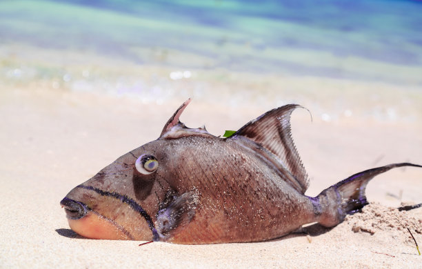 在海滩上休息的大眼鱼图片下载