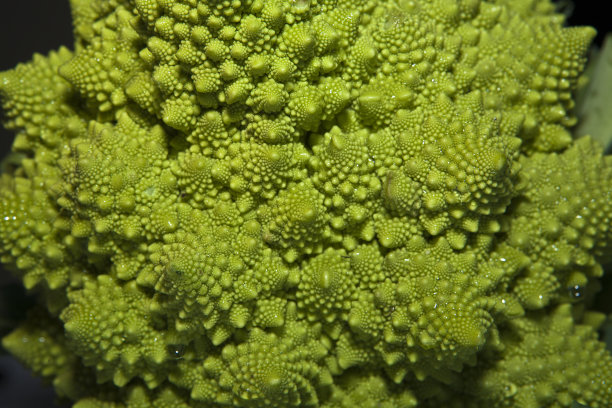 罗马式品种菜花图片下载