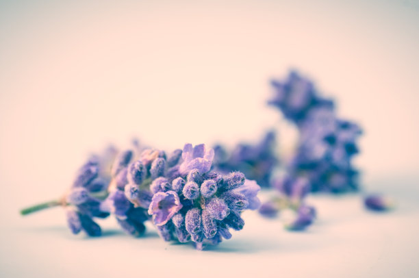 薰衣草图片下载