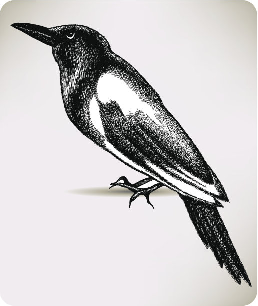 鸟鹊,手工绘画。矢量插图。图片下载