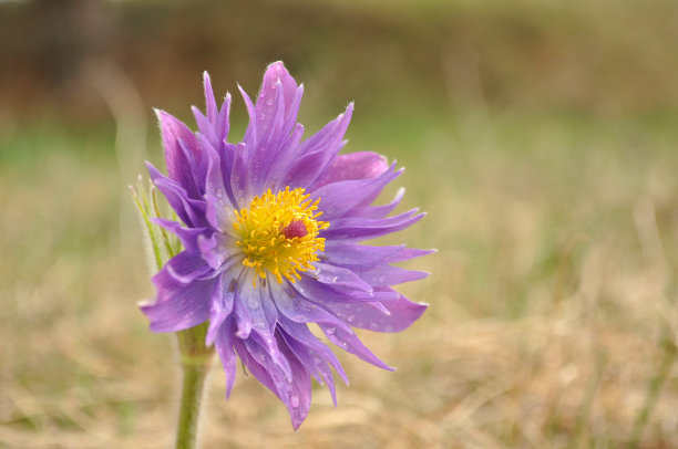 白头翁花罕见版，白头翁图片下载
