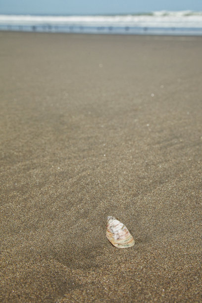 沙滩上的贝壳图片下载