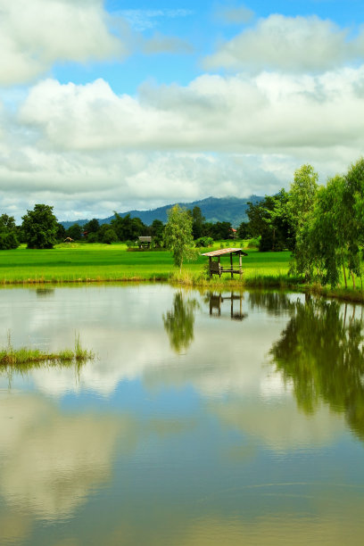 稻田图片下载
