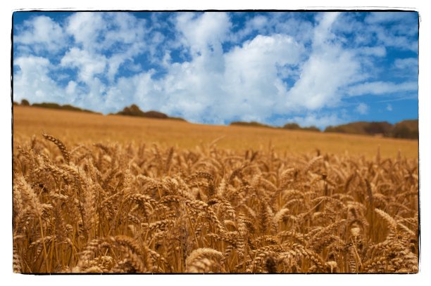 玉米田图片下载