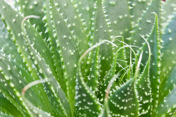 仙人掌关闭图片下载