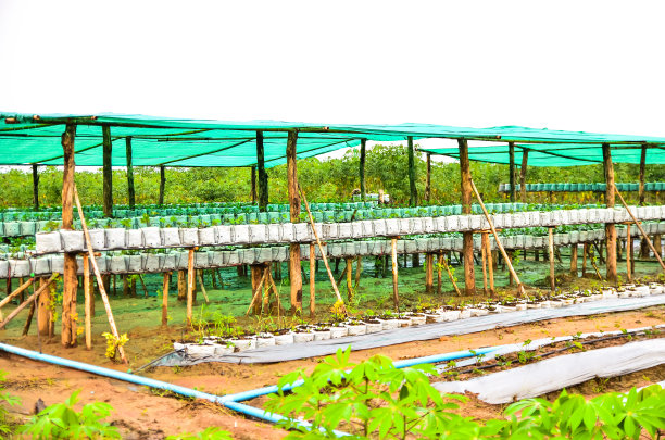 青椒幼树图片下载