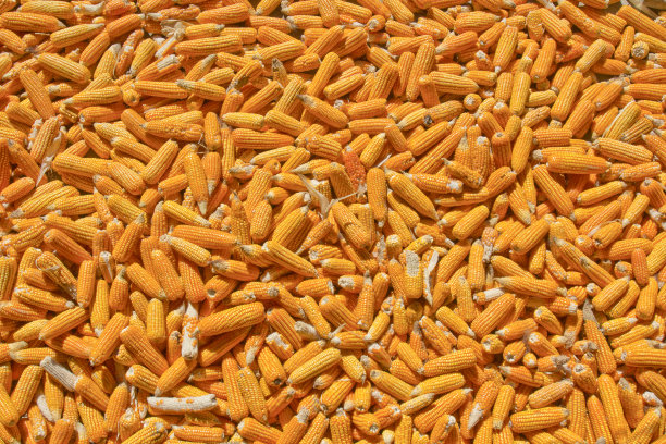 给动物喂食的玉米图片下载