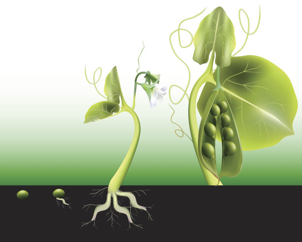 豌豆生长图片下载