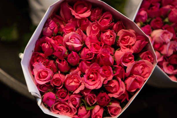 红玫瑰背景图片下载