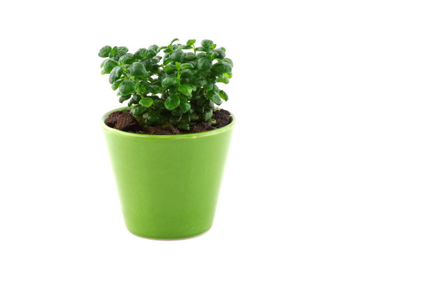 在白色背景上孤立的观赏植物图片下载