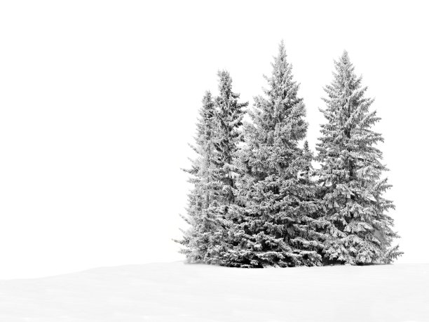 雪地里的一群雾凇树木素材图片