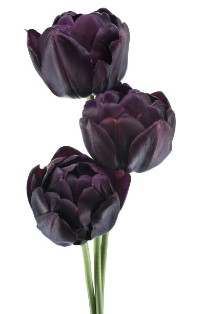 郁金香图片下载