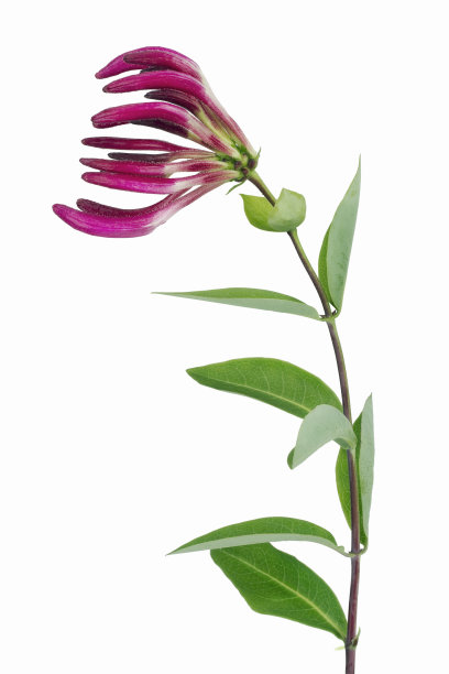 风中的孤独对象图片下载