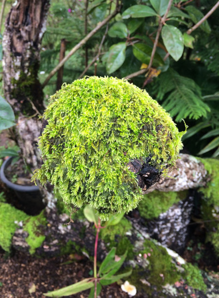 蕨类植物树叶图片下载