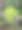蕨类植物树叶图片下载