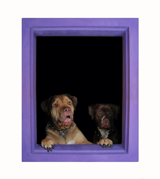 窗户边的狗图片下载