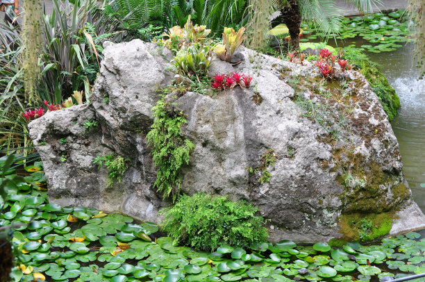 植物园,坐骨岛图片下载