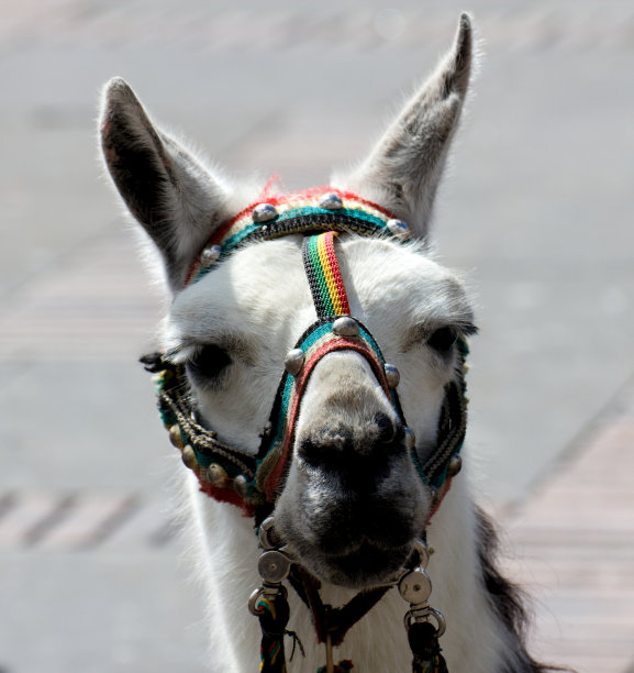 羊驼肖像图片下载