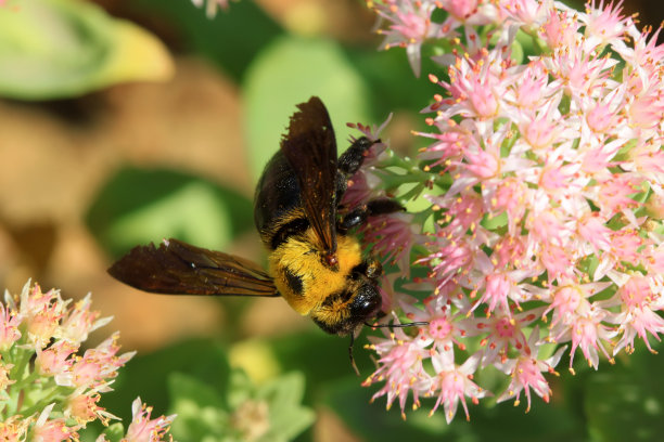 蜜蜂是一种昆虫图片下载