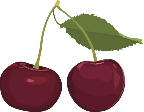 樱桃。成熟的浆果。图片下载