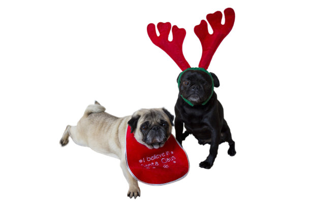 两只穿着圣诞服装的哈巴狗图片下载