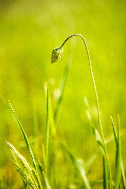 田里生长的玉米图片下载