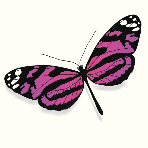 五彩缤纷的蝴蝶。图片下载