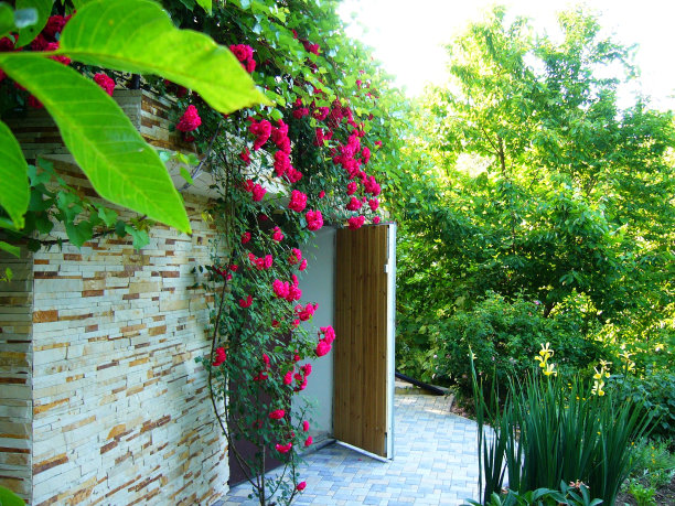 入口处有一丛美丽的红玫瑰图片下载