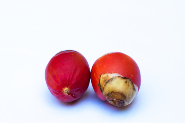 白色背景上的一组油棕果实图片下载