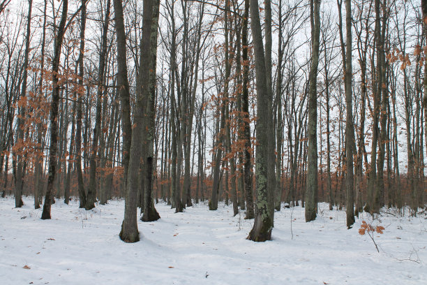 森林在冬天图片下载
