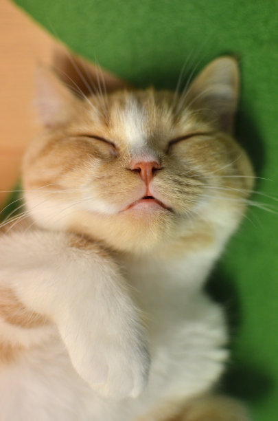 可爱的猫睡觉图片下载