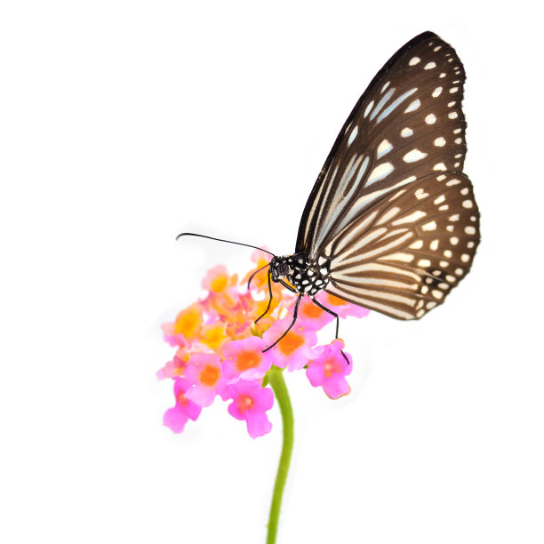 蝴蝶在花图片下载