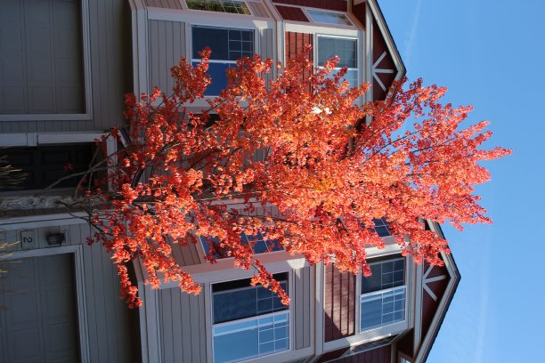 带有秋叶的联排别墅公寓图片下载