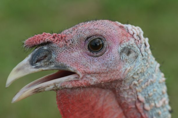 火鸡的画像图片下载