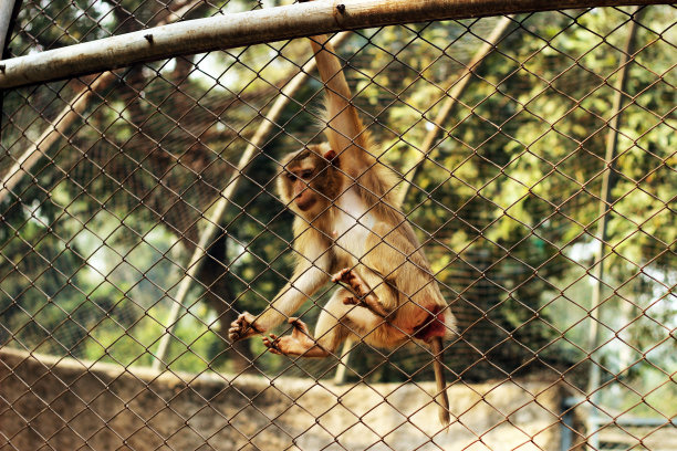 猴子想要从笼子里出来图片下载